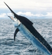 billfish