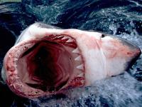 белые акулы очень опасны