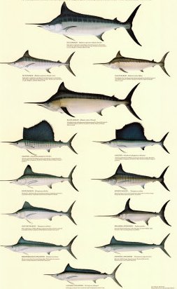 виды billfish