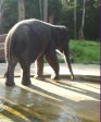 слоновий заповедник kuala gandah в Малайзии