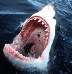 остров Дайер в ЮАР и Порт Линкольн в Австралии - лучшие места для встречи туристов с большими белыми акулами