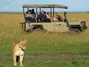 Африканское сафари может нести угрозу жизни и здоровью туристов